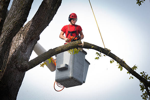 Best Best Tree Removal Services  in Heflin, AL